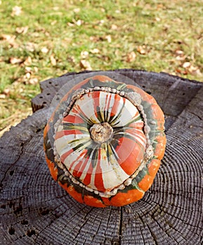 Striped Turks turban squash on a rough tree stump