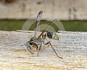 striped wasp flying macro close up photography