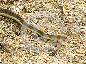 Striped whipsnake slithering on twigs and branches on the ground