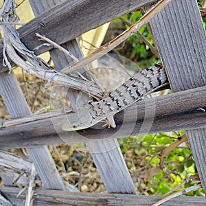 Striped Whiptail lizard relaxing on a lattice fence