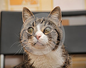 Striped with white blind cat