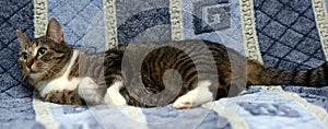 Striped with white European shorthair cat lying on a sofa on a b