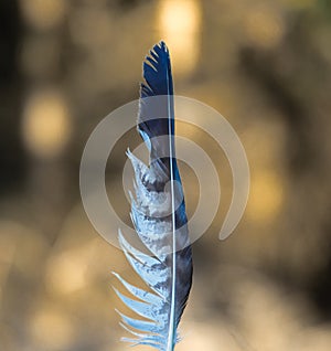 Striped white and grey feather with natural background