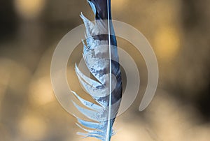 Striped white and grey feather, natural background