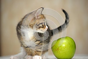 Striped with a white kitten and a  apple