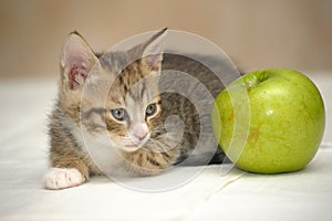 Striped with a white kitten and a  apple