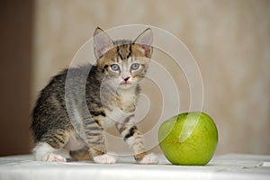 Striped with a white kitten and a  apple