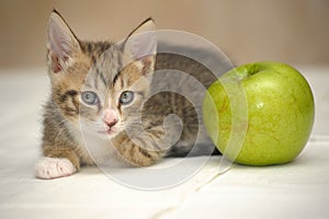 Striped with a white kitten and a  apple