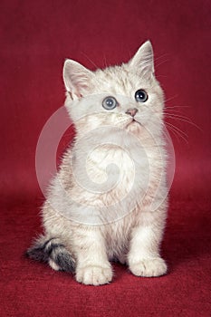 Striped white kitten of british cat on a red background