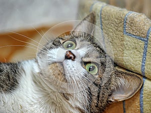 Striped with white playful european shorthair cat