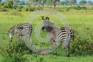 Striped Wild African Zebras