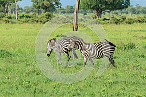 Striped Wild African Zebras