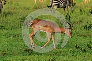 Striped Wild African Zebras and Impalas