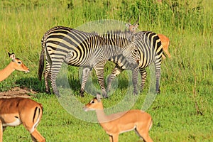 Striped Wild African Zebras and Impalas