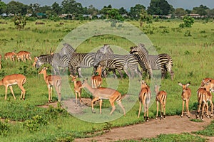 Striped Wild African Zebras and Impalas