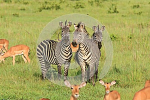 Striped Wild African Zebras and Impalas