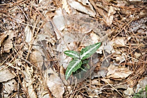 Striped Wintergreen leaves