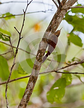 Striped Woodcreeper