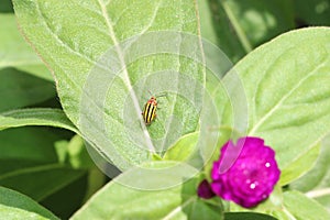 Striped yellow insect on a green leaf. Three-lined potato beetle,