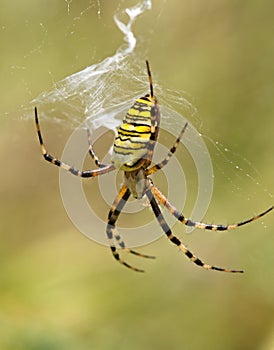 Striped yellow spider on a web