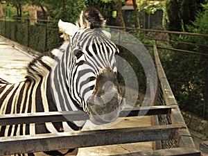 striped zebra