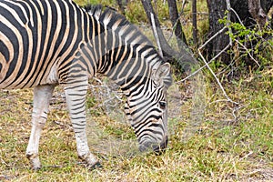 Striped zebra eats grass Kruger National Park safari South Africa