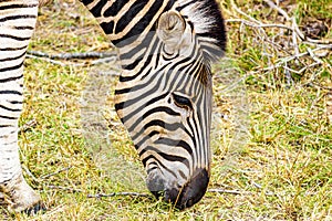 Striped zebra eats grass Kruger National Park safari South Africa