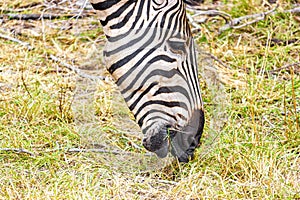 Striped zebra eats grass Kruger National Park safari South Africa