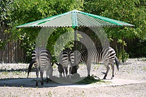 Striped zebras savor juicy grass in the shade under a green umbrella in the zoo