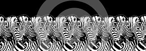 Striped zebras seamless pattern black background isolated, zebra head art border, animalistic black & white banner design, frame