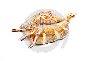 Stripedc Sea Shell