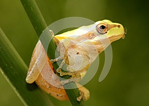 Stripeless Tree Frog with Fly in Mouth