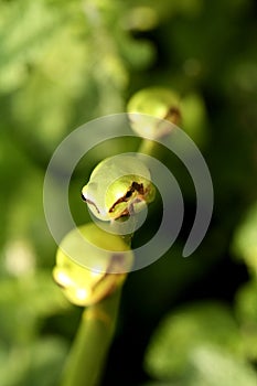 Stripeless Tree Frogs