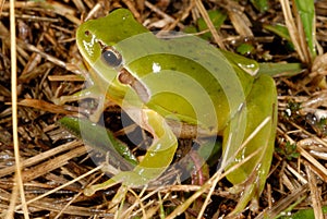 Stripeless treefrog Hyla meridionalis in Valliguieres, France