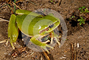 Stripeless treefrog Hyla meridionalis in Valliguieres, France