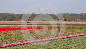 Stripes of colour: colourful pink and red tulips growing in rows in a flower field near Lisse, Netherlands.
