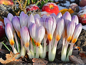 Stripes of crocuses bloom next to fallen apples, signaling the changing of the seasons