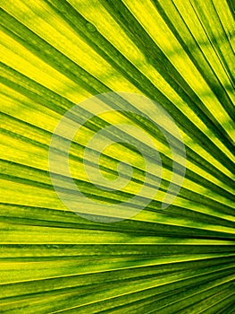 Stripes of Fountain Palm Leaf