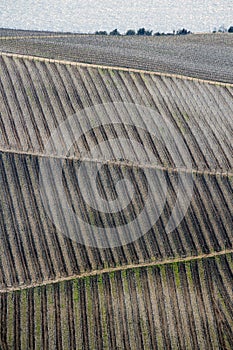 Stripes of grapevine on hill