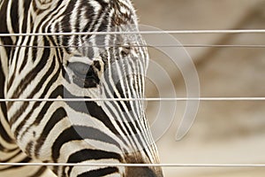 Stripes of Majesty: Zebra\'s Regal Stance at San Diego Zoo