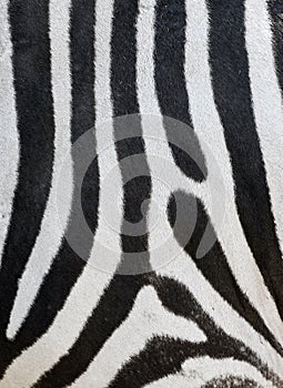 Stripes on a zebra skin