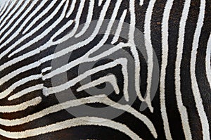 Stripes on a zebra skin