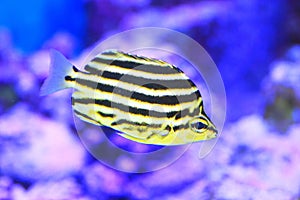 Stripey fish