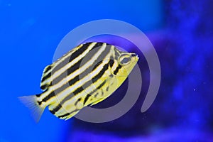 Stripey fish