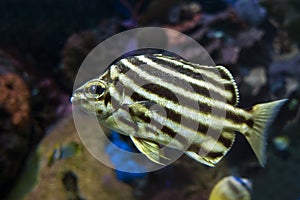 Stripey fish Microcanthus strigatus - close up