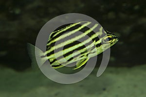 The Stripey Microcanthus strigatus.