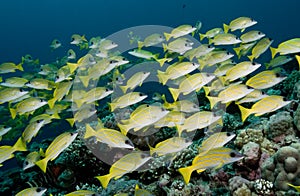 Stripey Sea Perch - Rowley Shoals