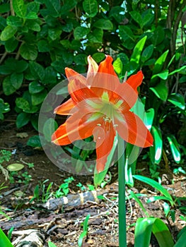 Stripped Barbados Lily, Princeville Botanical Gardens, Kauai, Hawaii, USA