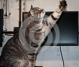 Stripped cat with beautiful orange eyes and whiskers looking away and holding paw up in front of empty computer monitor blank scre