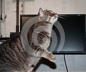 Stripped cat with beautiful orange eyes and whiskers looking away and holding paw up in front of empty computer monitor blank scre
